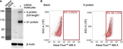 A novel mRNA vaccine, SYS6006, against SARS-CoV-2